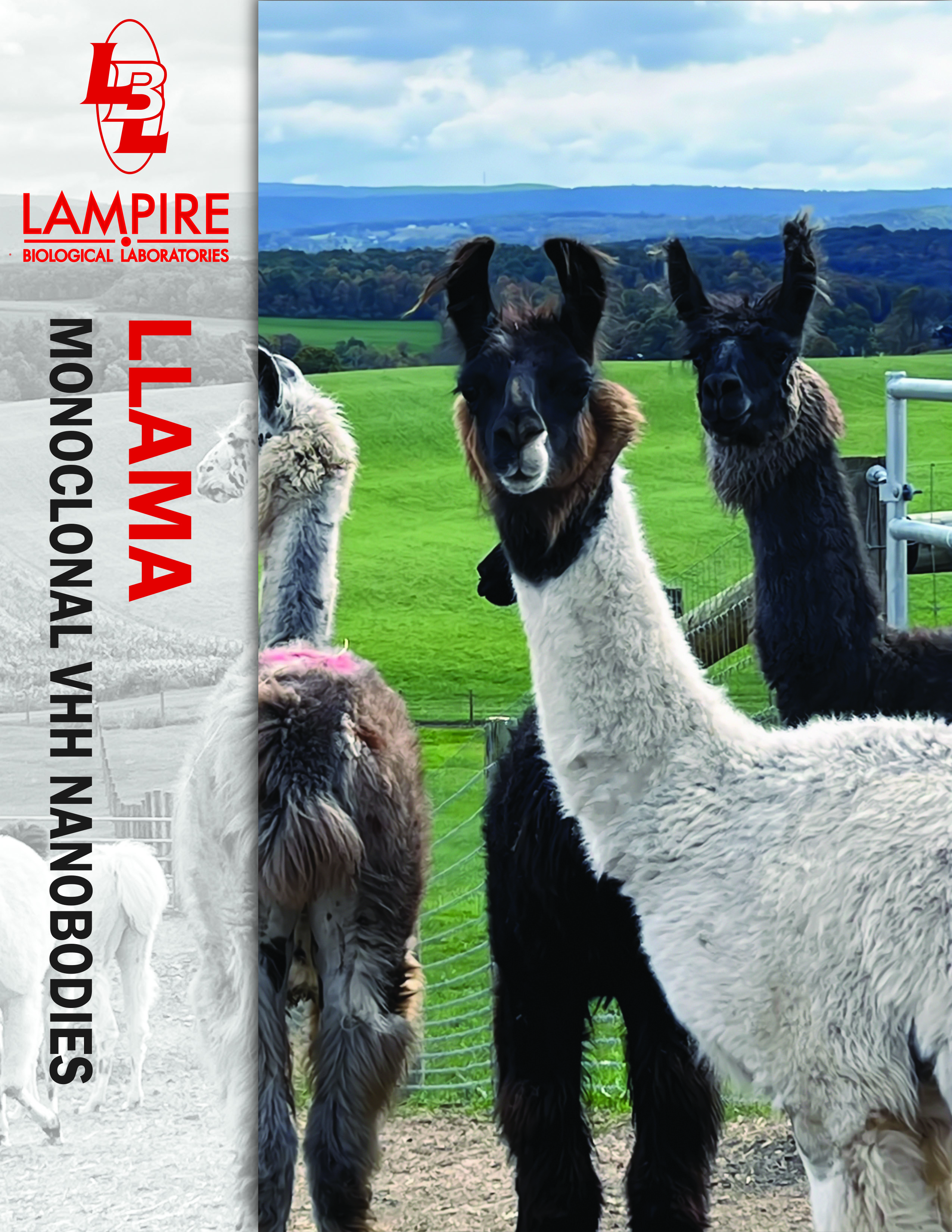 llama