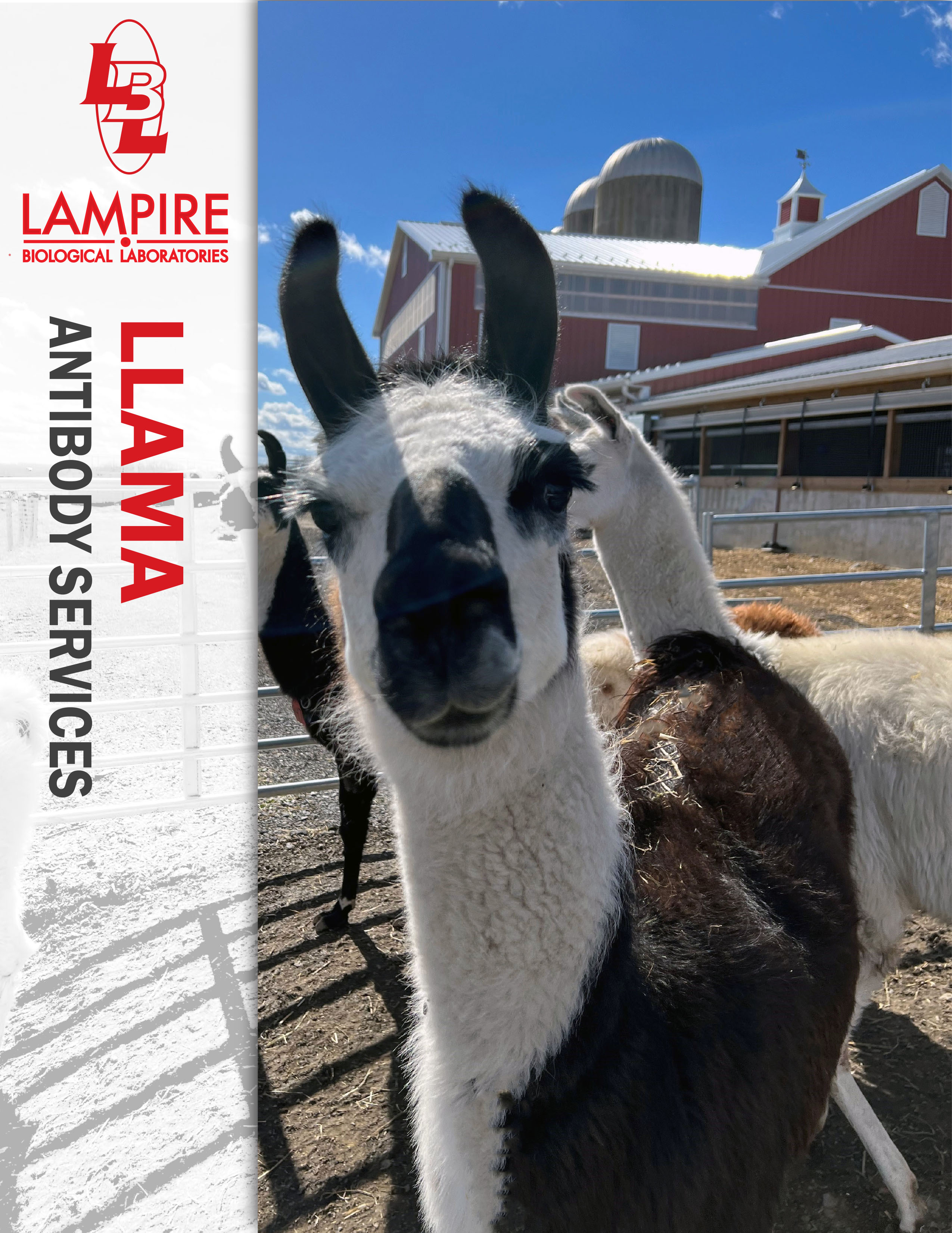 Llama