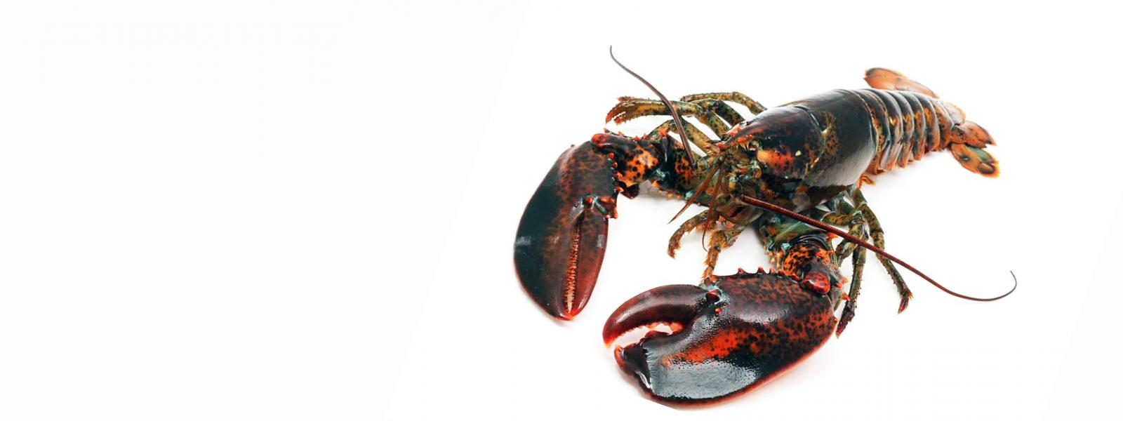 lobster II